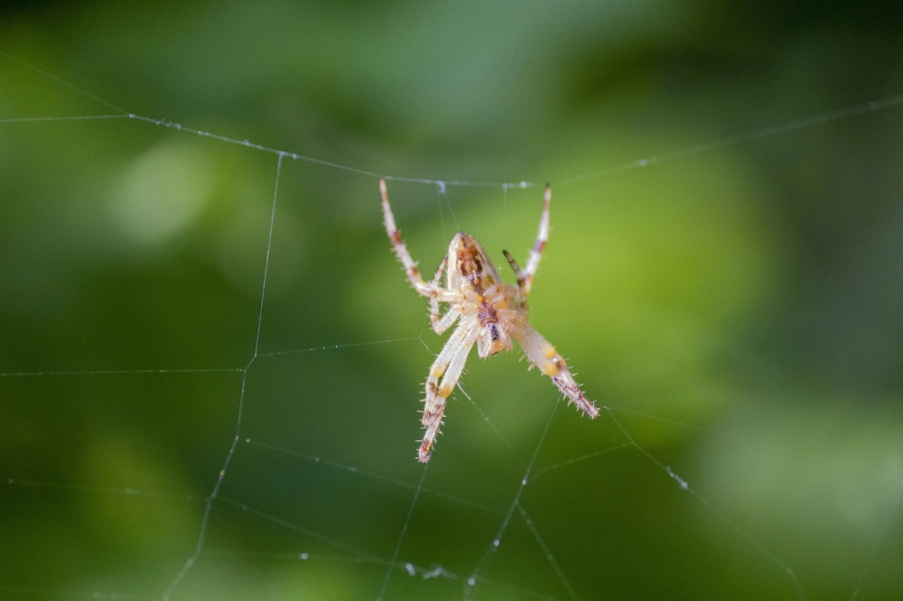Bức ảnh macro nhện giăng tơ đạt giải thưởng nhiếp ảnh