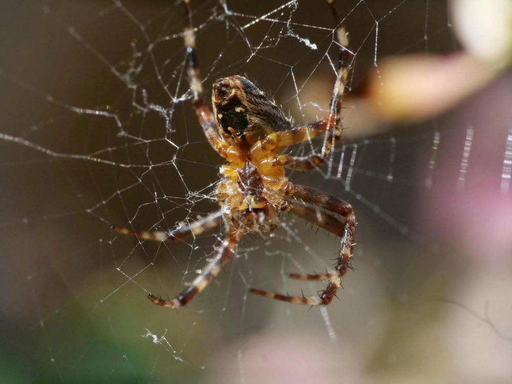 Nhện giăng tơ trên cành hoa rực rỡ sắc màu