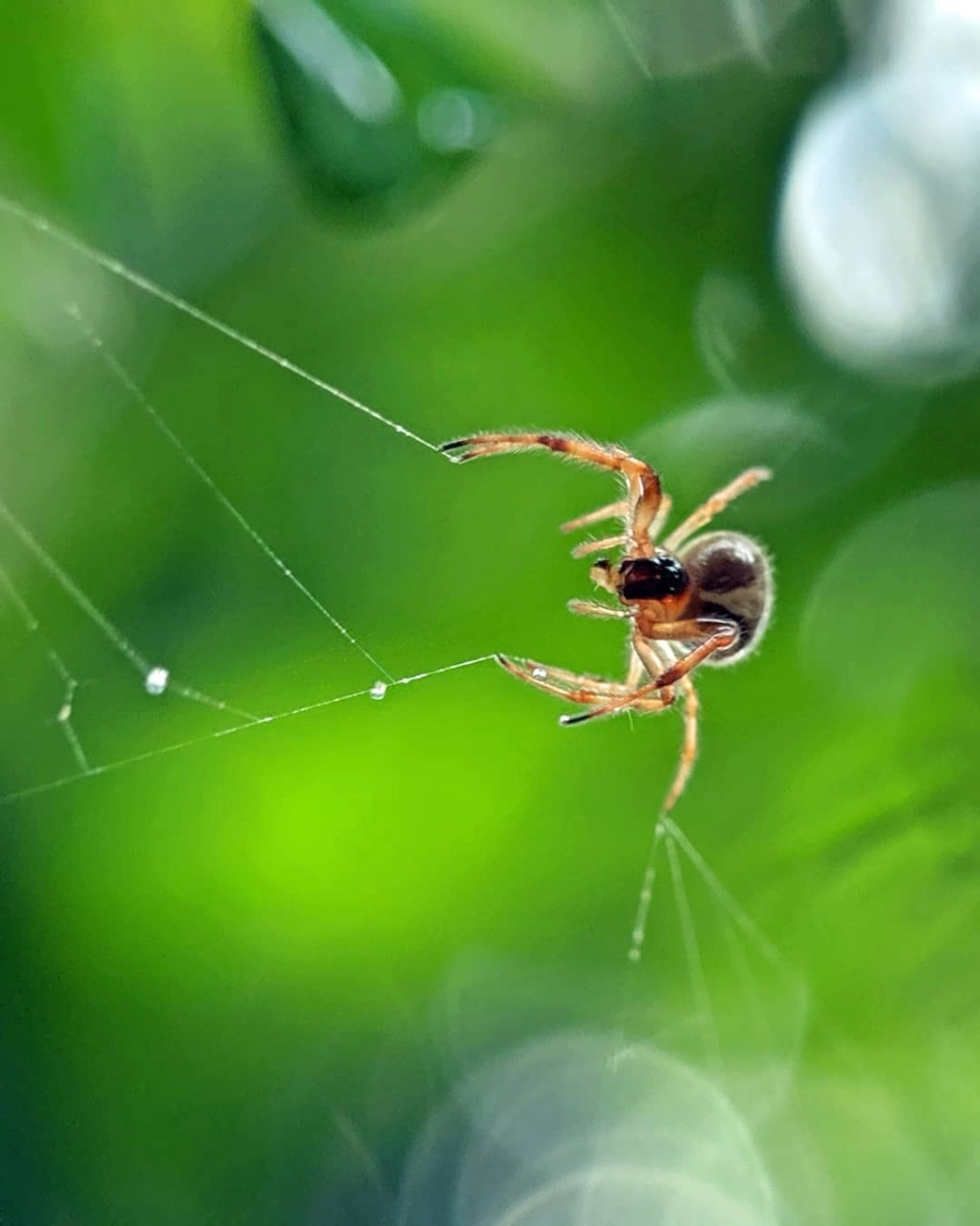 Nhện dệt lưới vào ban đêm dưới ánh trăng mờ ảo