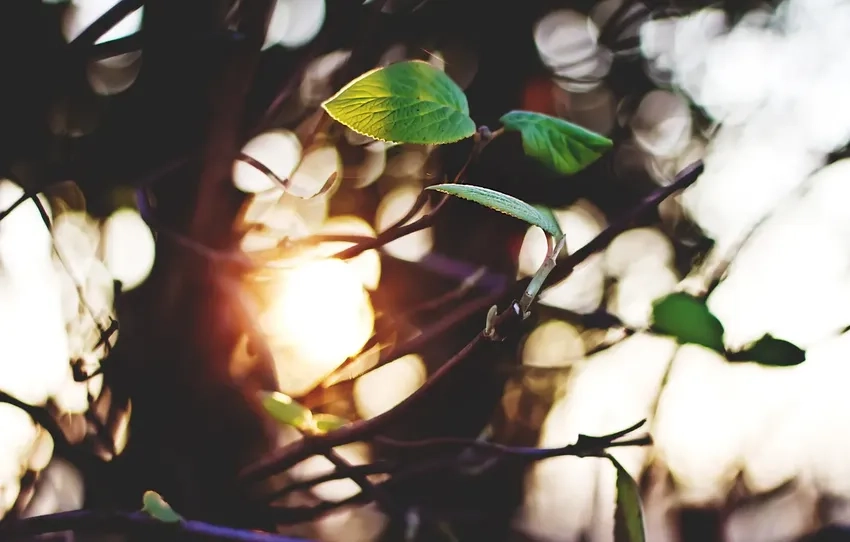 Bắt trọn ánh nắng xuyên lá đẹp tự nhiên và tinh tế