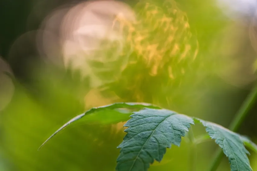 Sử dụng ánh sáng tự nhiên cho ảnh macro tuyệt vời