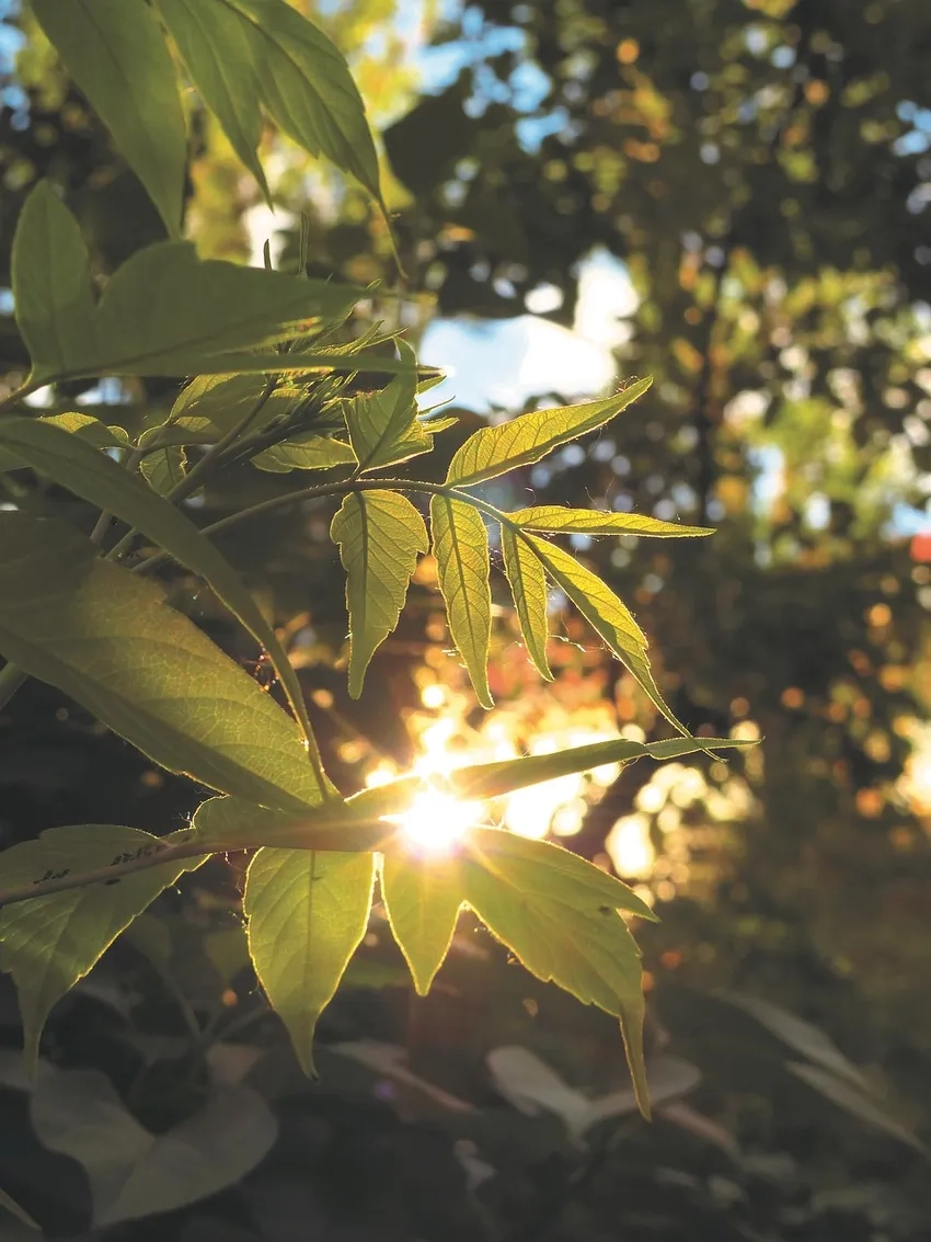 Tận hưởng hiệu ứng nắng lá macro sinh động