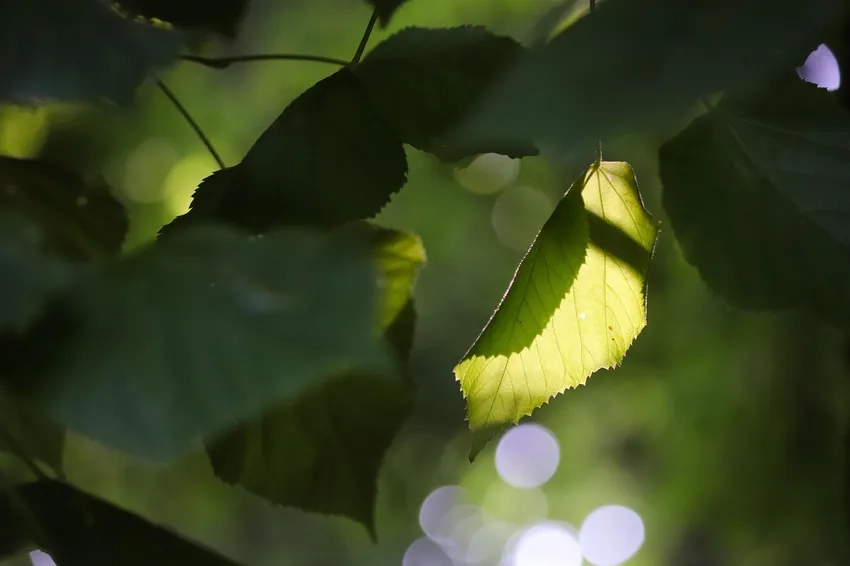 Khám phá ánh sáng xuyên tán lá macro lung linh