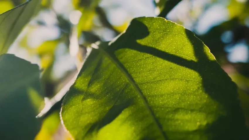 Lưu giữ khoảnh khắc ảnh lá cây nắng xuyên tự nhiên