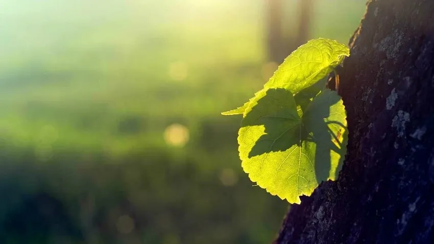 Khám phá nhiếp ảnh thiên nhiên macro tinh tế