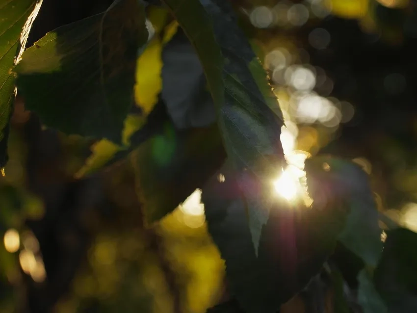 Ánh sáng buổi sáng macro lá lung linh tự nhiên