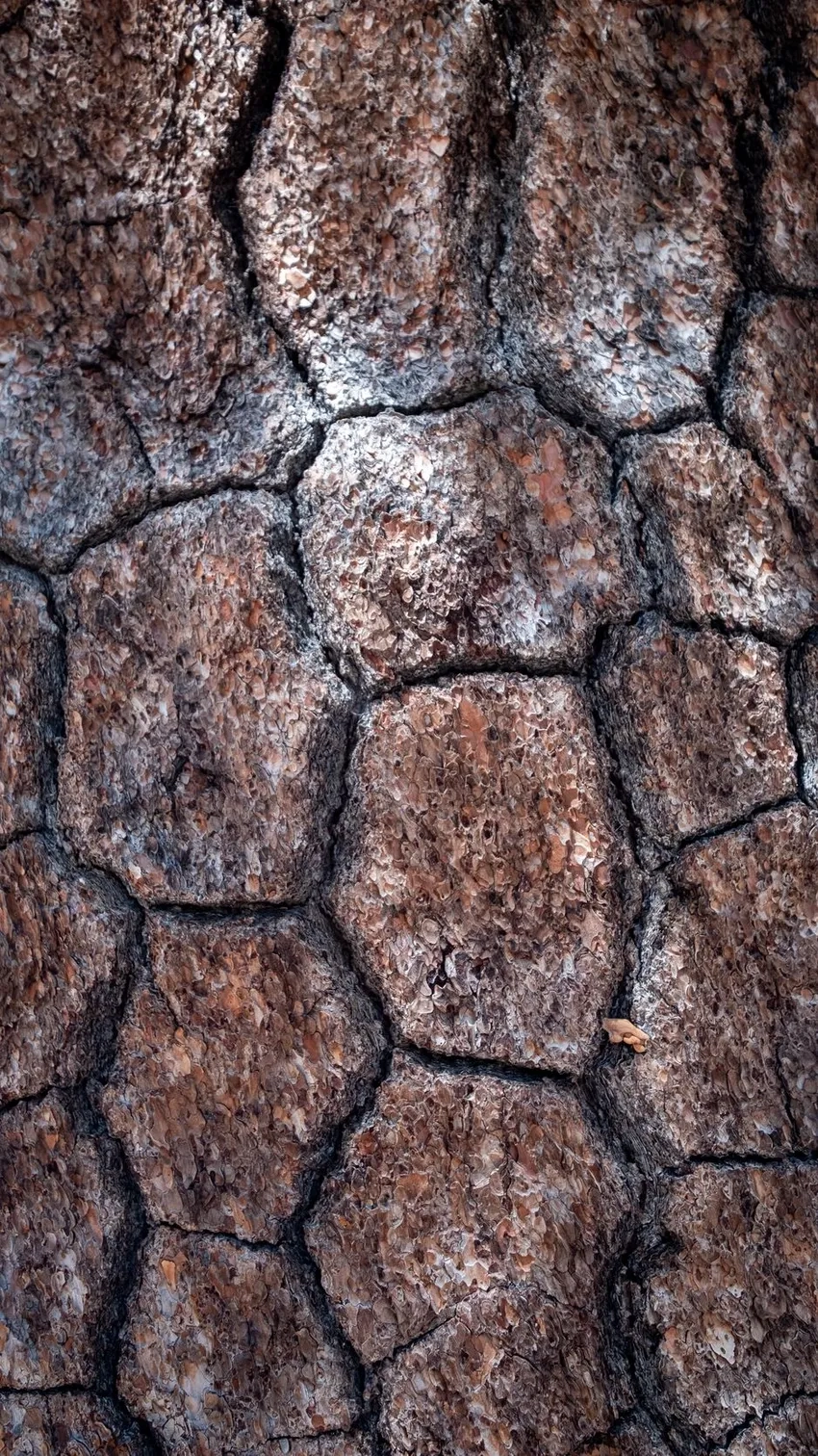 Macro vỏ cây nghệ thuật tạo góc nhìn mới lạ