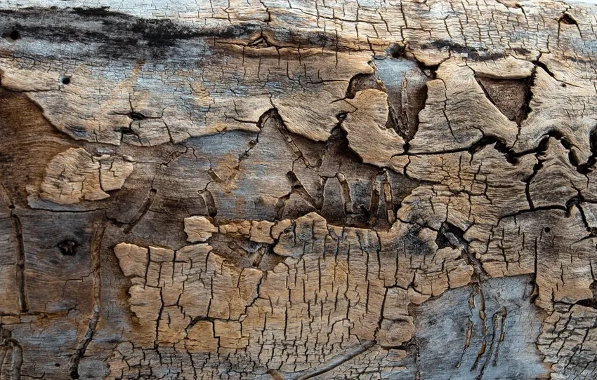 Ảnh close up vỏ cây nứt nẻ tạo điểm nhấn mạnh