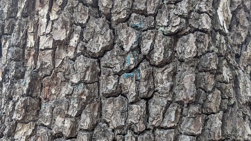 Hình nền vỏ cây nứt mang cảm giác hoang dại