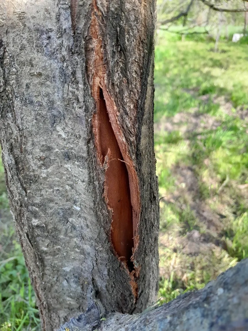 Ảnh thiên nhiên vỏ cây cận cảnh hút mắt người xem