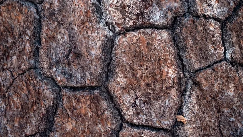 Vỏ cây gỗ macro tái hiện cấu trúc gỗ