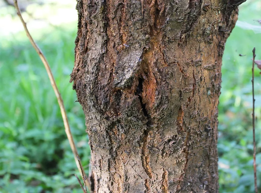 Ảnh chất liệu gỗ macro nổi bật kết cấu mộc