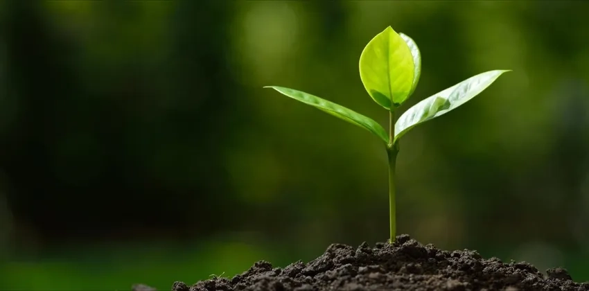 Hình ảnh cây con non vươn mình đón nắng sớm