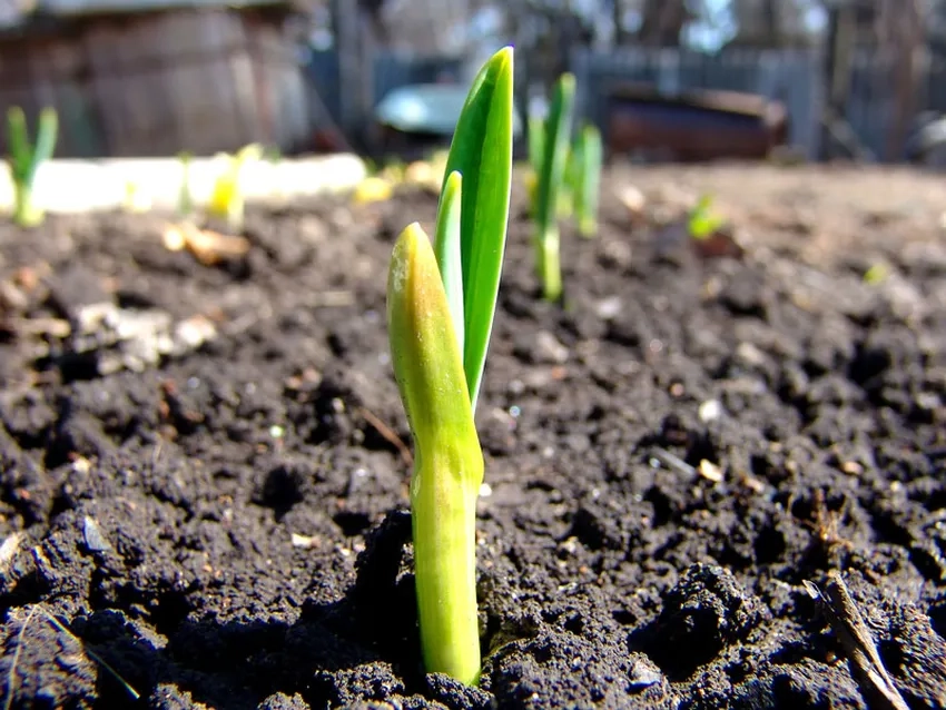 Mầm xanh đầu mùa hé lộ sức sống tràn đầy