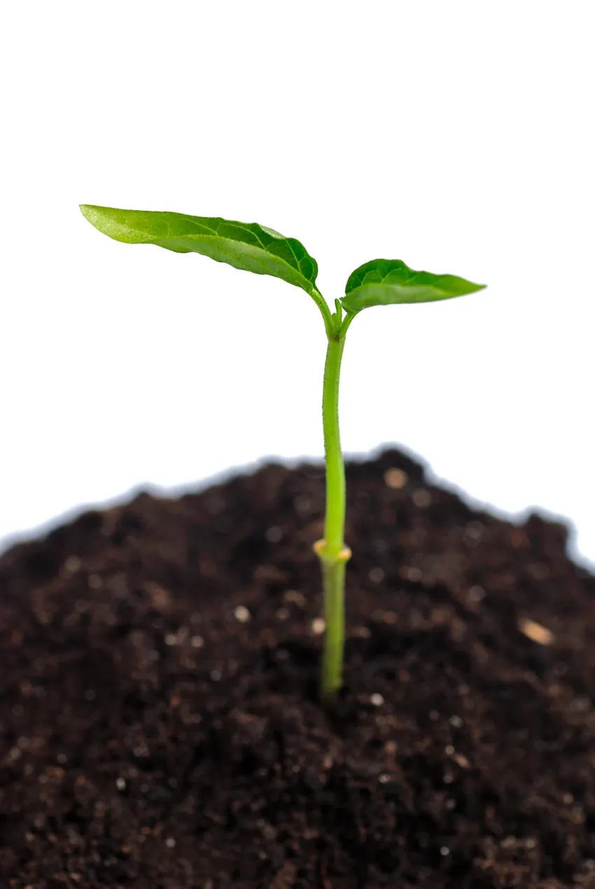 Cây con lên lá non mềm mại dưới nắng sớm