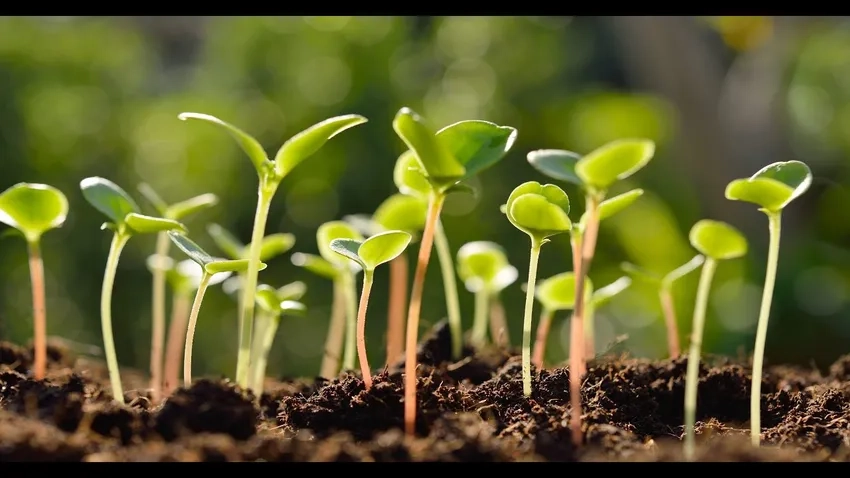 Cây mới nhú lá xanh tươi mơn mởn trong sương