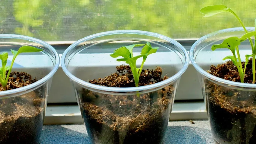 Cây non dưới nắng sớm rực rỡ sức sống