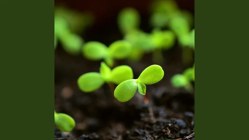 Cây non trên nền đất ẩm mượt xanh tươi