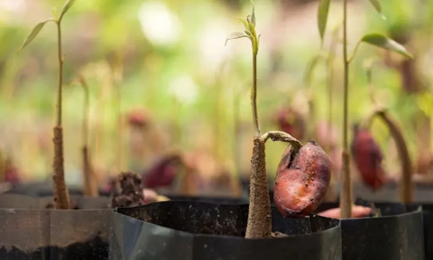 Cây non rễ đất bám chắc sức sống tràn đầy