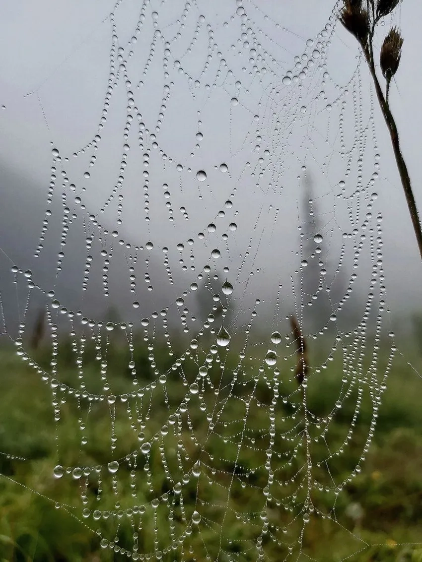 Ảnh cận cảnh mạng nhện nhìn rõ từng giọt sương