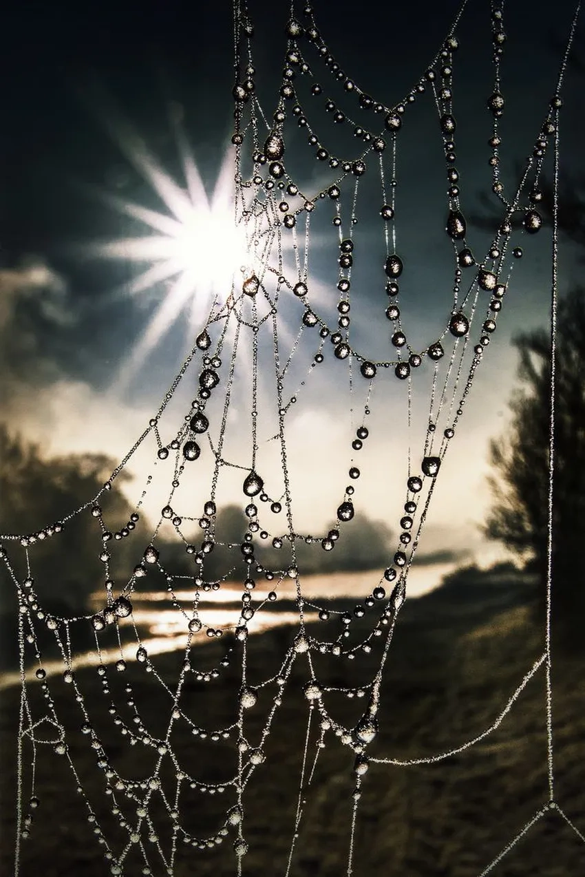Ảnh nghệ thuật mạng nhện đẹp mắt cho cảm hứng sáng tạo