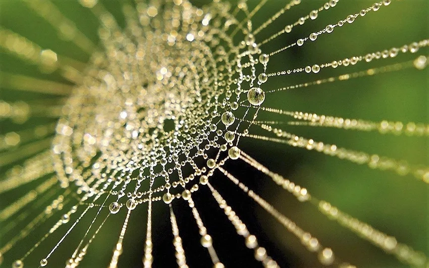 Hình nền thiên nhiên sương tĩnh lặng với mạng nhện