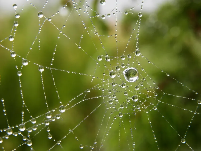 Ảnh sương đọng trên tơ nhện chi tiết rõ nét