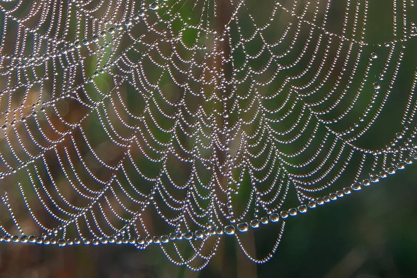 Ảnh bình minh mạng nhện rực rỡ màu sắc sớm mai