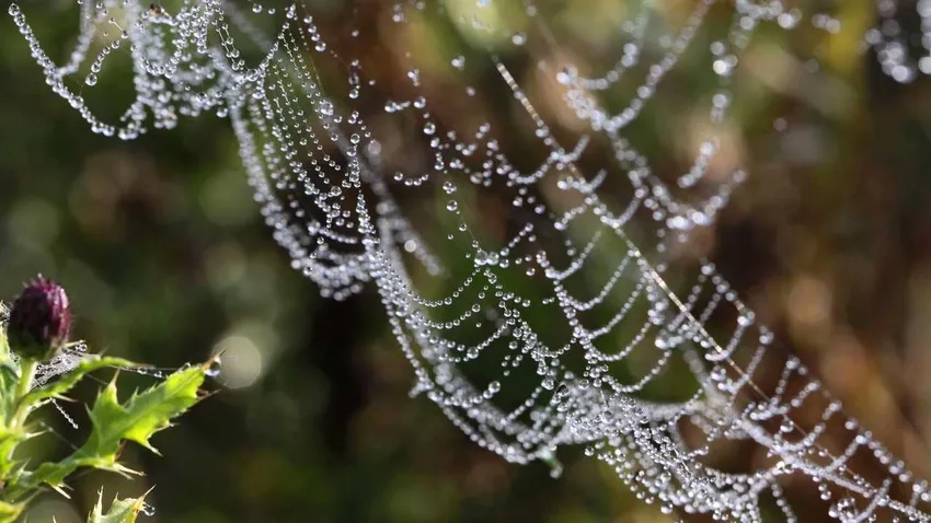 Mạng nhện trong sương lấp lánh dưới nắng nhẹ
