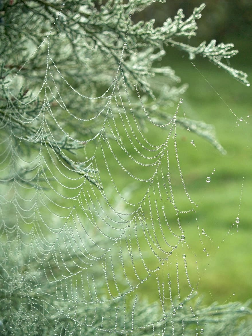 Ảnh mạng nhện sương sớm lung linh như pha lê