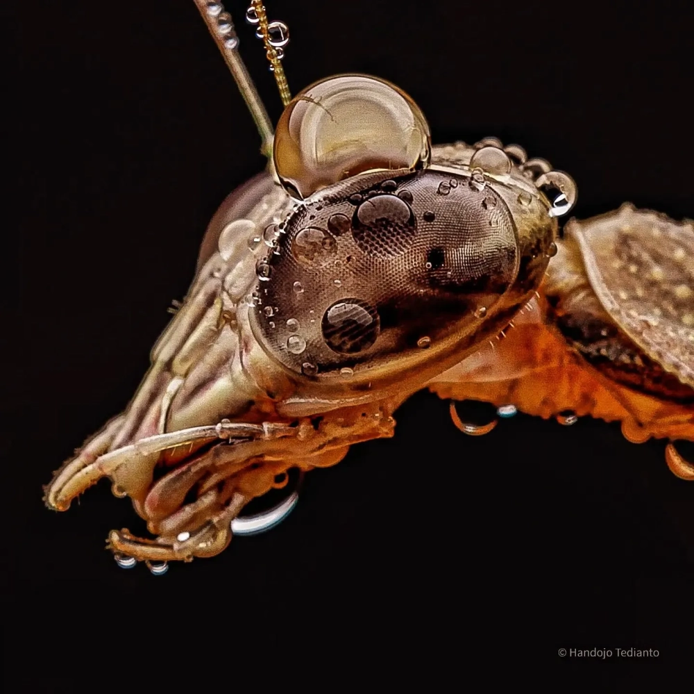 Bọ ngựa cánh xanh với đôi mắt to tròn ngây thơ