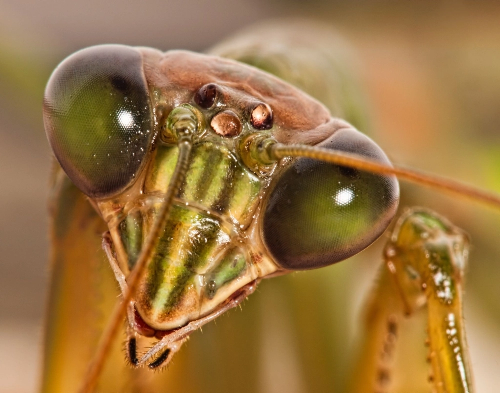 Đôi mắt màu xanh ngọc bích của loài bọ ngựa nhiệt đới