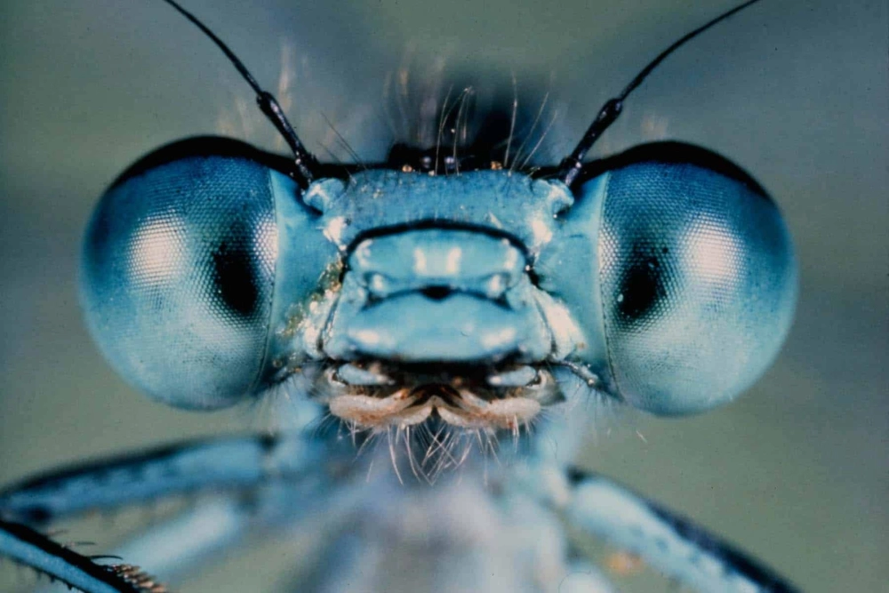 Bức ảnh bọ ngựa cười ngộ nghĩnh nhìn thẳng vào ống kính