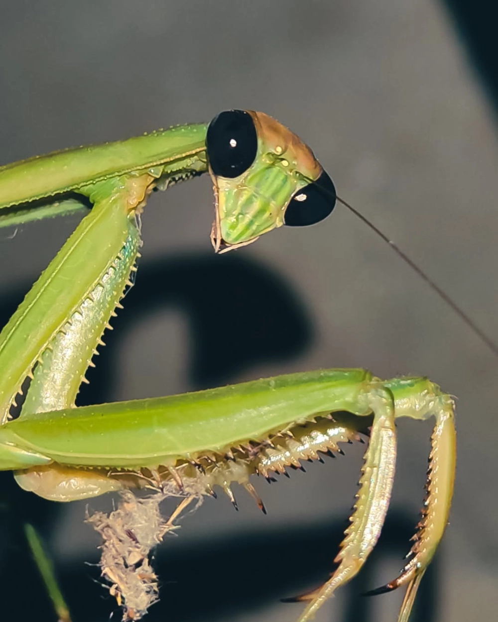 Bọ ngựa ma với đôi mắt hòa lẫn vào màu lá khô bí ẩn