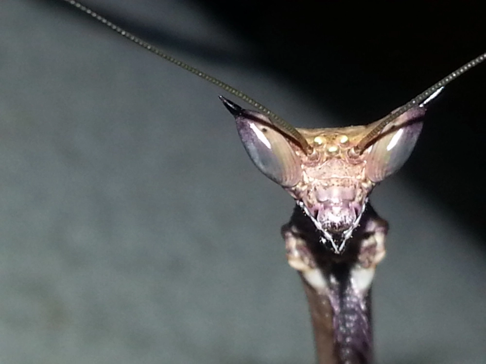 Bọ ngựa đọng sương trên mắt trong buổi sáng sớm