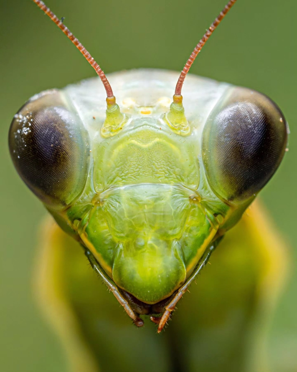 Vẻ đẹp ma mị của loài bọ ngựa quỷ và đôi mắt sắc lẹm