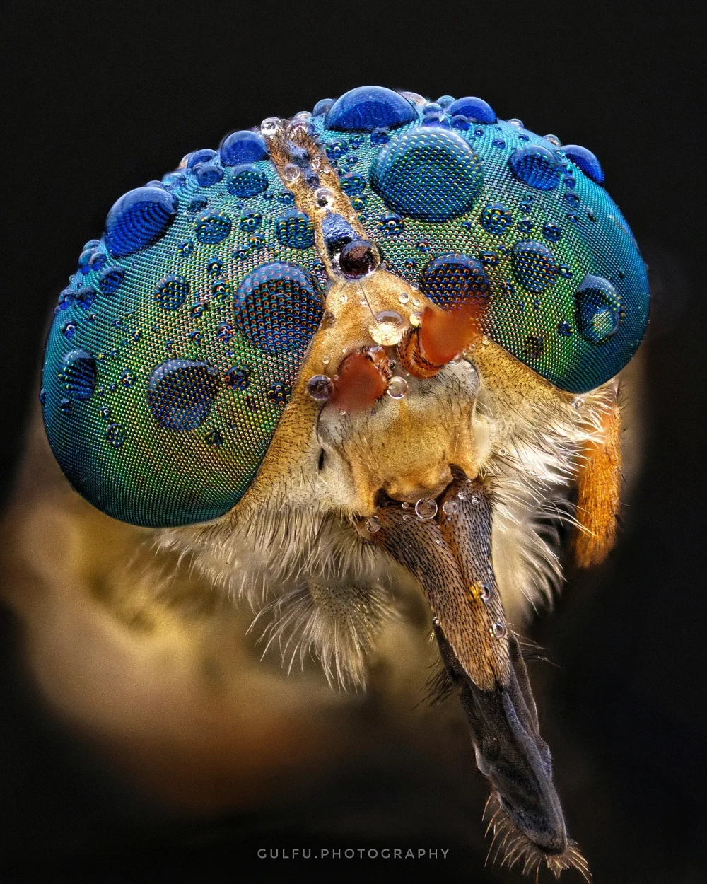 Hình ảnh đầu chuồn chuồn ướt đẫm nước mưa nhìn nghiêng