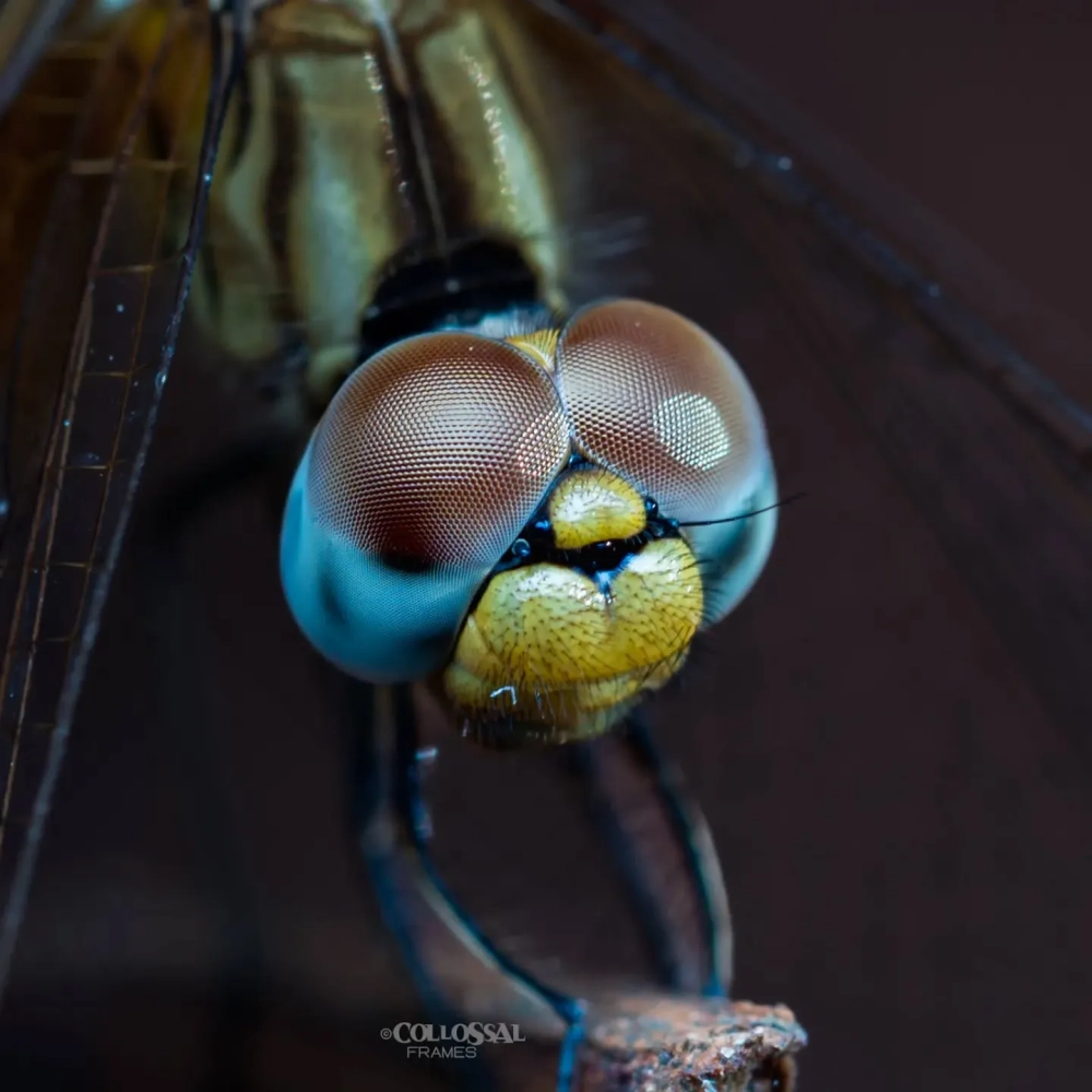 Chuồn chuồn ngô đang đậu trên cành cây khô với đôi mắt quan sát