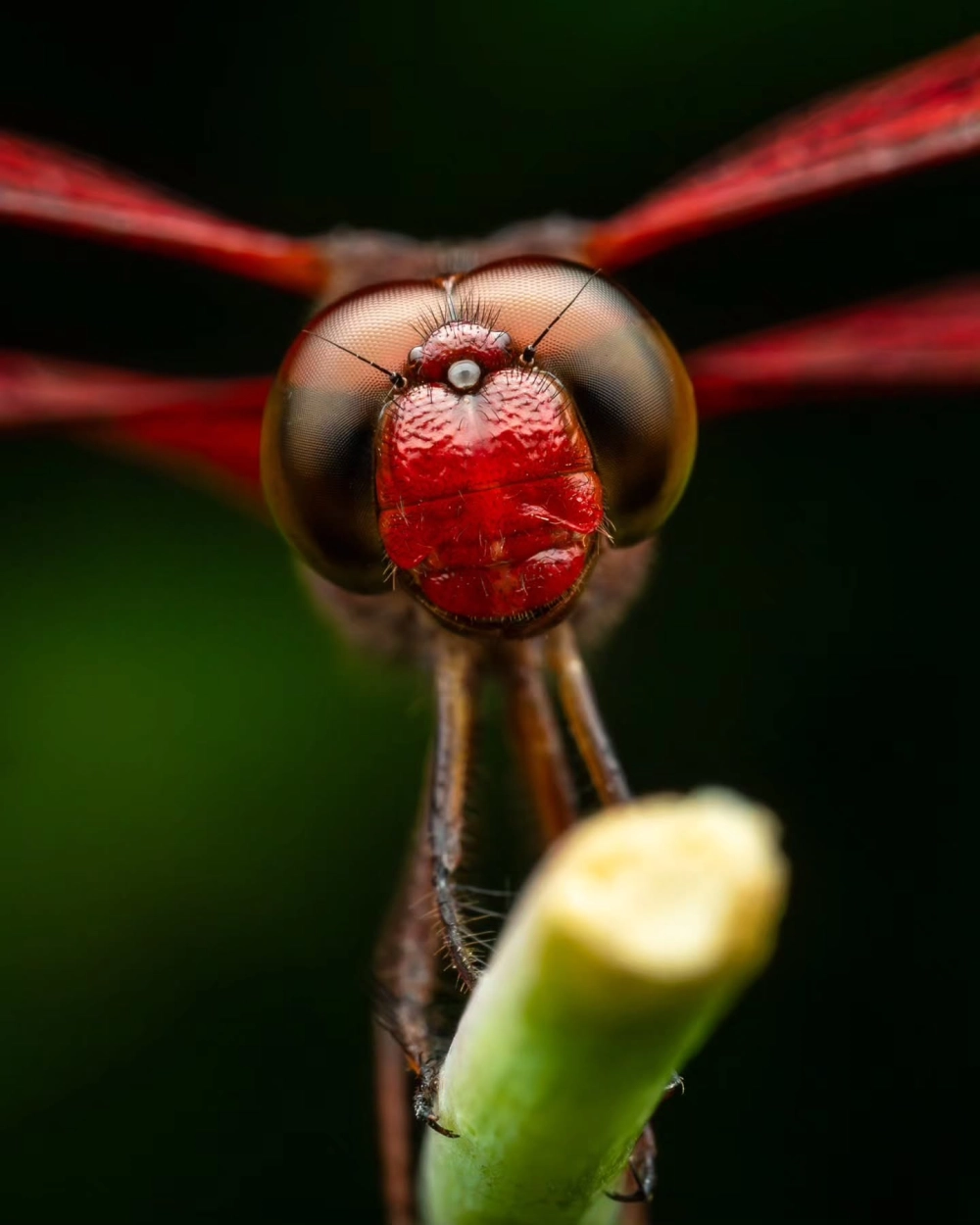Mô phỏng hình ảnh chuồn chuồn nhìn thấy màu gì qua phổ quang học