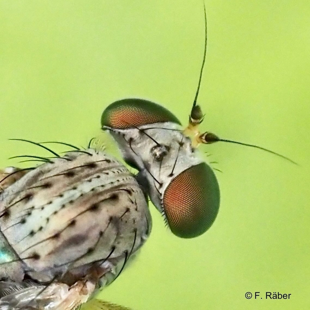 Cận cảnh đầu chuồn chuồn sắc nét từng sợi lông tơ nhỏ