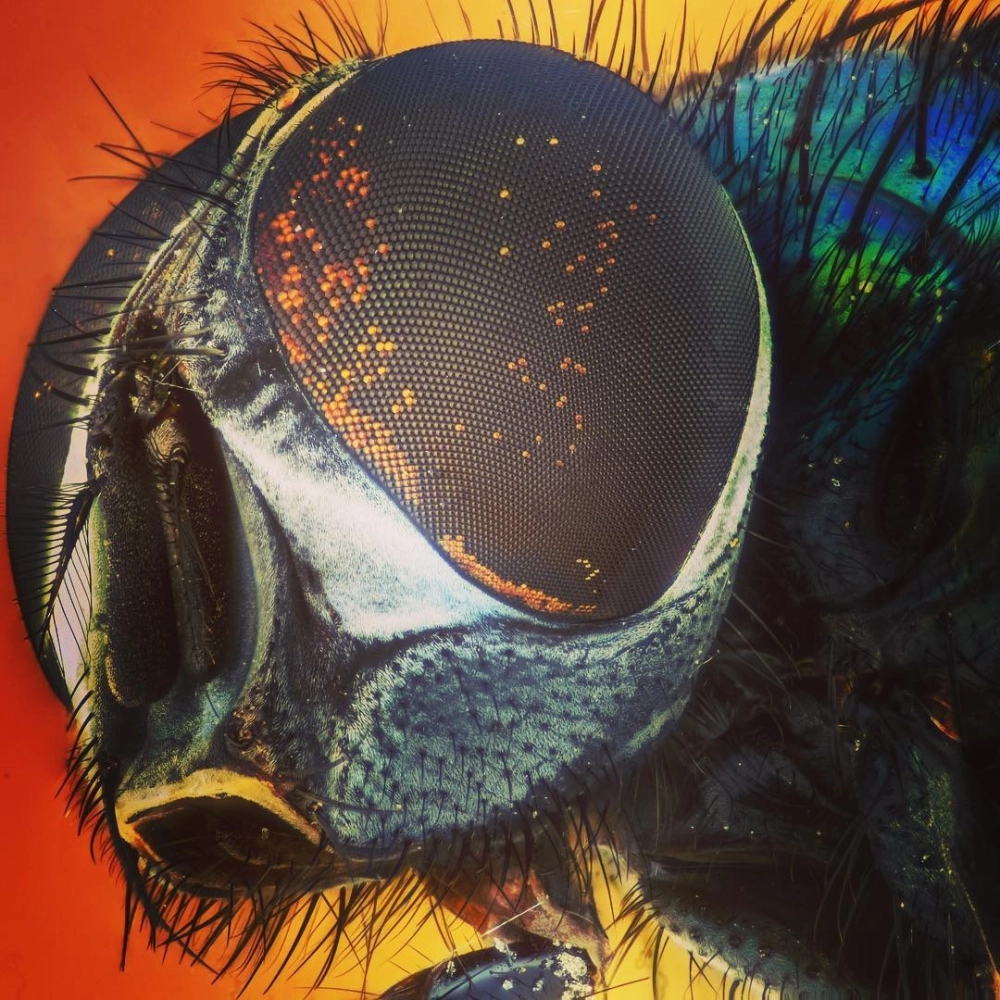 Chi tiết cấu trúc mắt lưới của chuồn chuồn khi nhìn trực diện