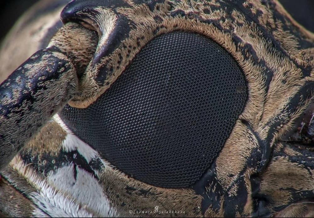 Cận cảnh mắt chuồn chuồn kim màu xanh lam ngọc bích