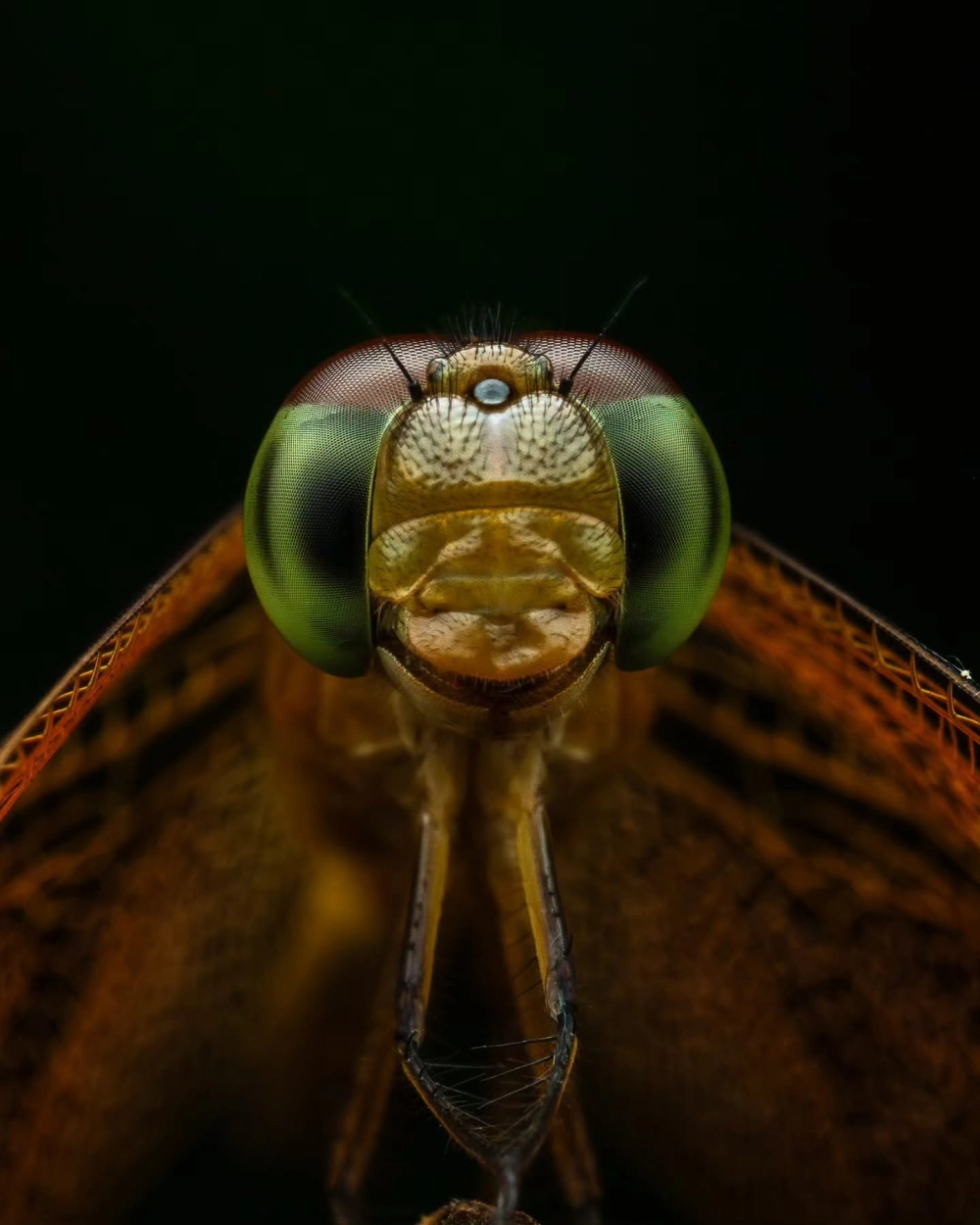 Góc chụp giải thích tại sao mắt chuồn chuồn to so với tỷ lệ đầu