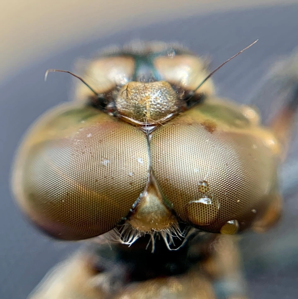 Chi tiết cấu tạo mắt kép 30.000 thấu kính dưới ống kính phóng đại