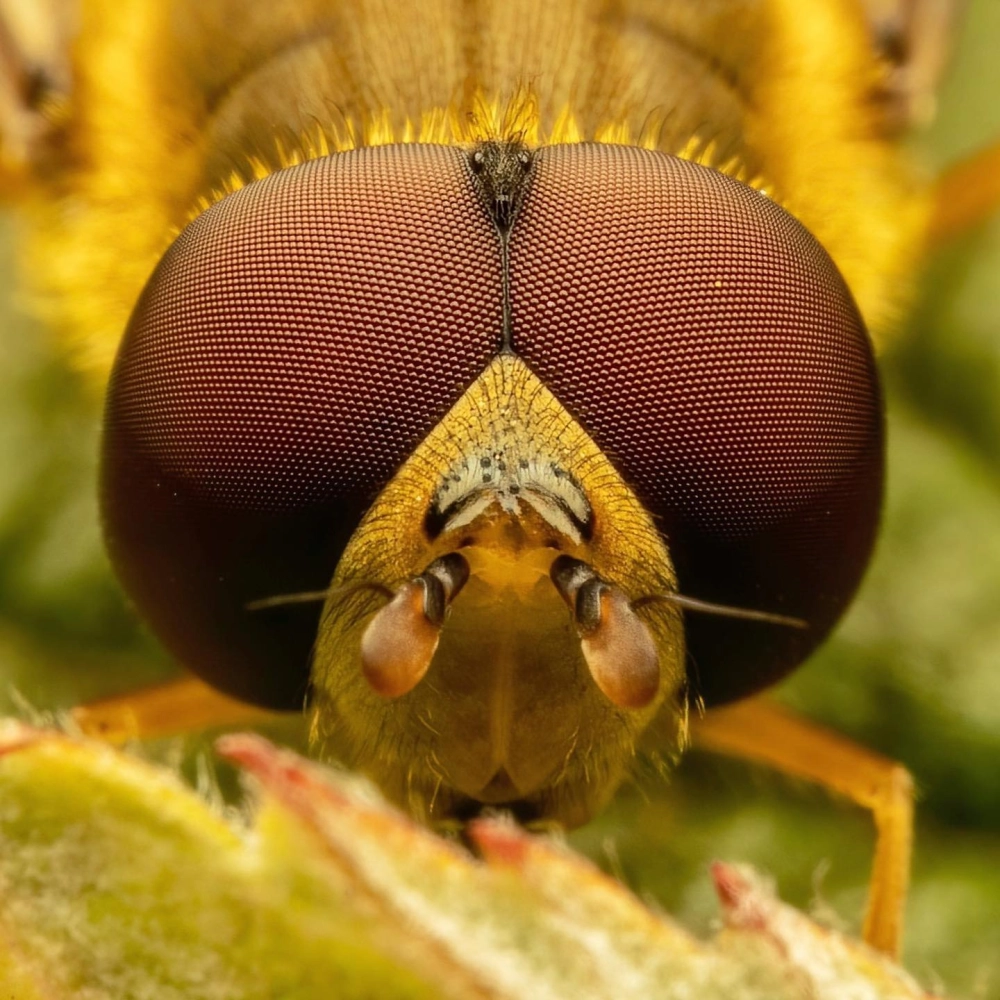 Đôi mắt chuồn chuồn phản chiếu hình ảnh người chụp cực ấn tượng