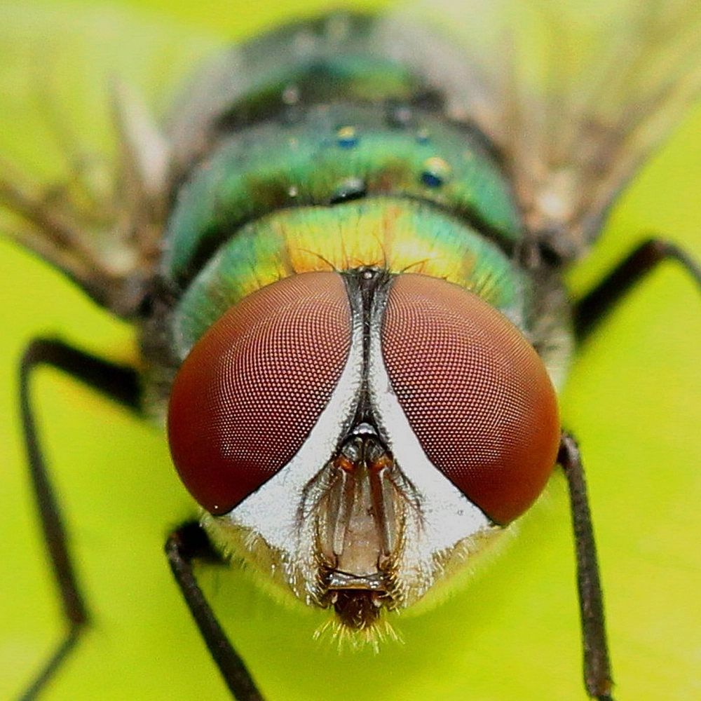 Góc nhìn của chuồn chuồn được tái hiện qua nhiếp ảnh macro sáng tạo