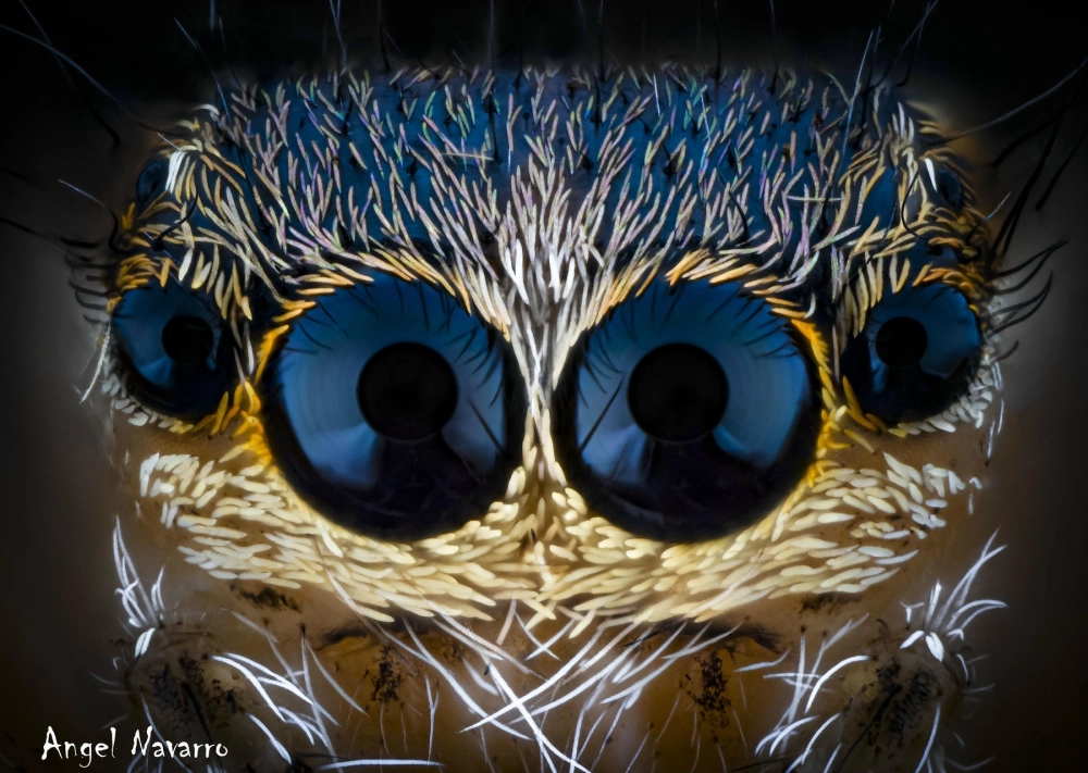 Macro mắt nhện nhảy cầu vồng phản chiếu ánh sáng tuyệt đẹp