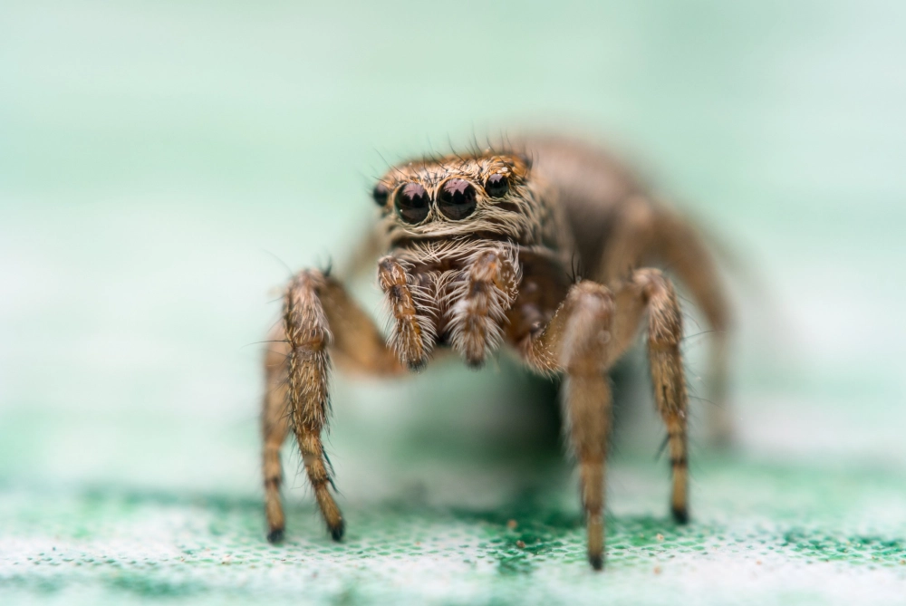 Màu sắc rực rỡ trên đỉnh đầu nhện nhảy cầu vồng dưới nắng