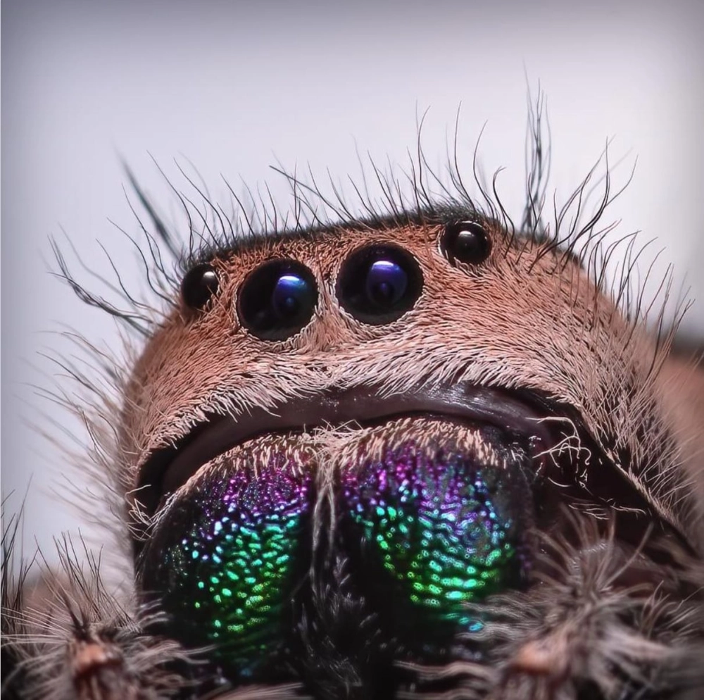 Sự khác biệt màu sắc giữa nhện nhảy cái và đực qua ảnh macro
