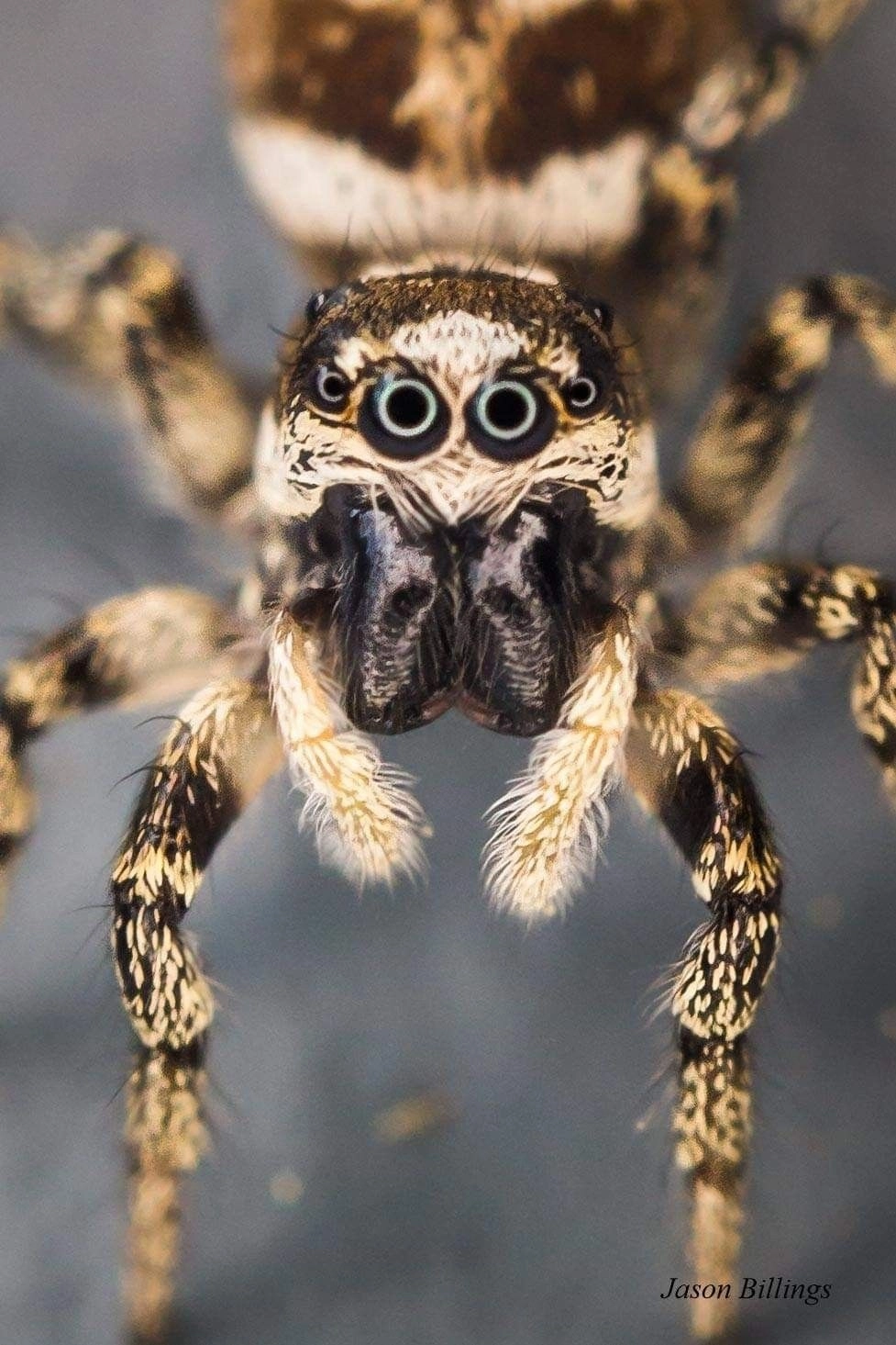 Nhện nhảy phidippus regius leo trên cành cây khô nghệ thuật